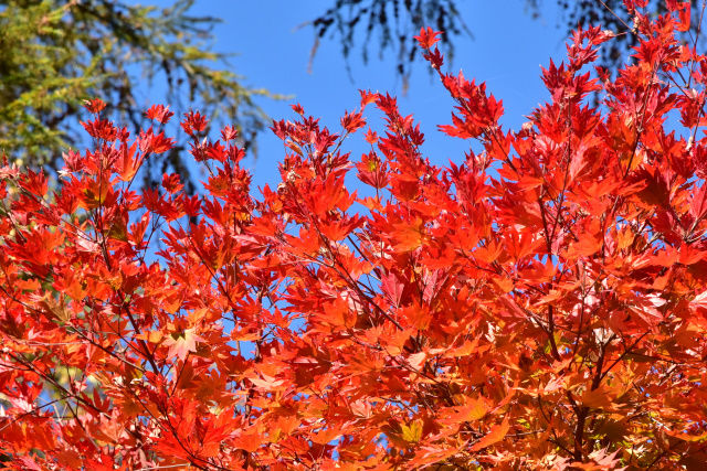 DSC_5632_507
