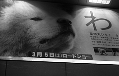 わさお