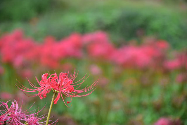 DSC_5262_412
