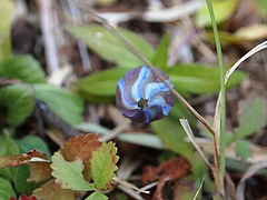 ���ɥ��ΤĤܤ�