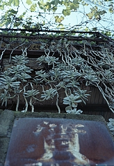 質