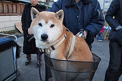 ����ī�Ԥˤ�