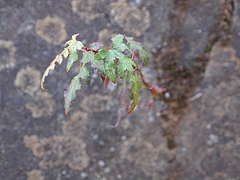 ��γ���ܤ���