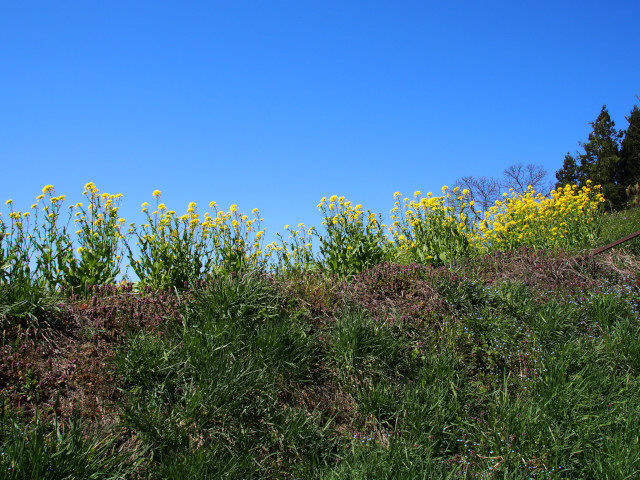 P4200046
