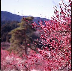 tn_Image9