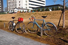 旧中川沿いの道