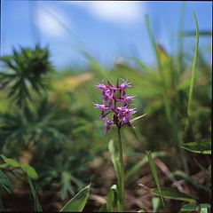 �ϥ�������ɥ�