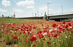 スカイツリー遠望