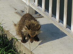 ���̤�����