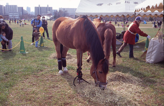 img951_833