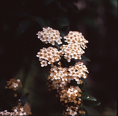 tn_Image9-1