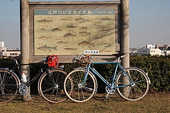 江戸川松戸付近