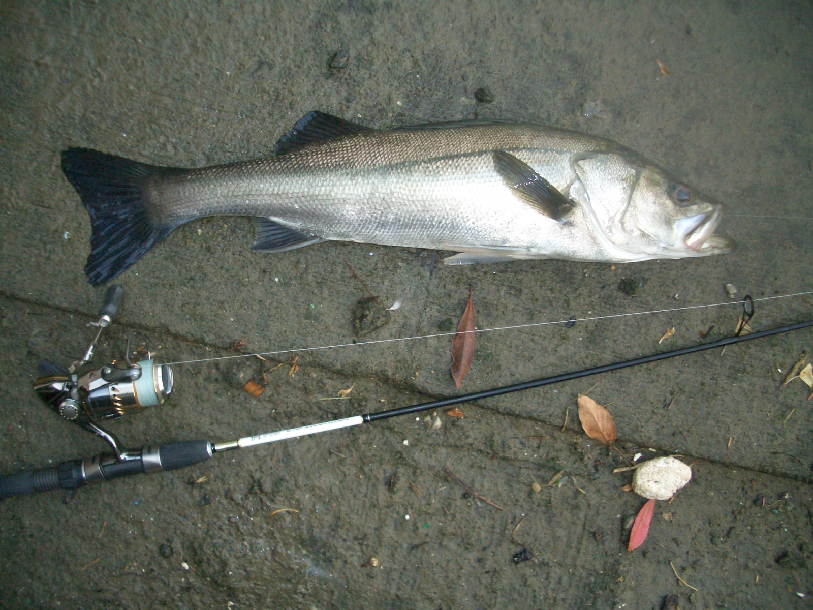 シーバスﾍﾞｲﾄ調査 I Like Fish Blog