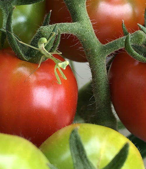 赤くなったミニトマトにカマキリ先生警備隊を配備 せっかちで不器用だとこんなことになるの日記