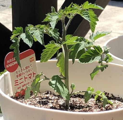 ムシトリナデシコが巨大化 初心者がミニトマト栽培を開始 せっかちで不器用だとこんなことになるの日記