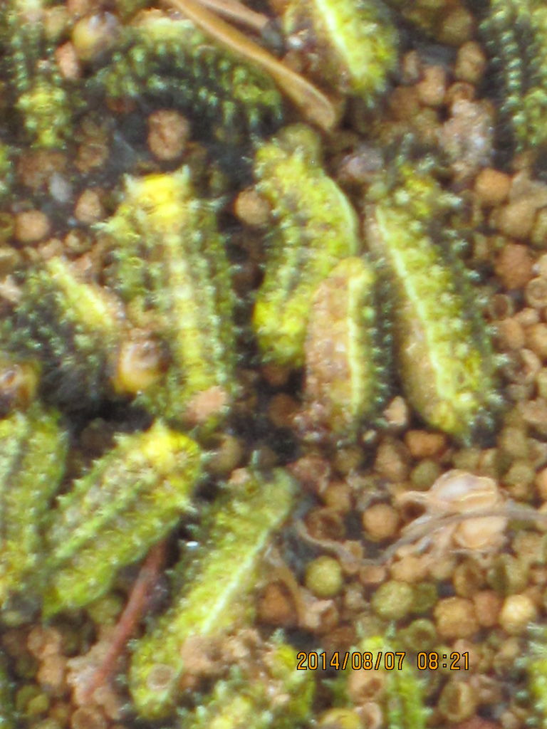 14 8 7 オコゼ 毒虫イラガの幼虫 駆除 ジャルダン リラの日記帳