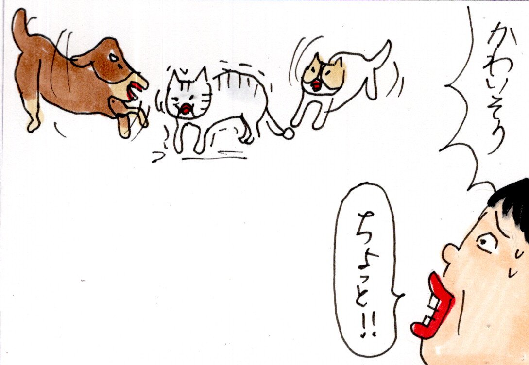 ネコが吐きそうになった時の犬の行動 : カータンBLOG あたし・主婦の頭