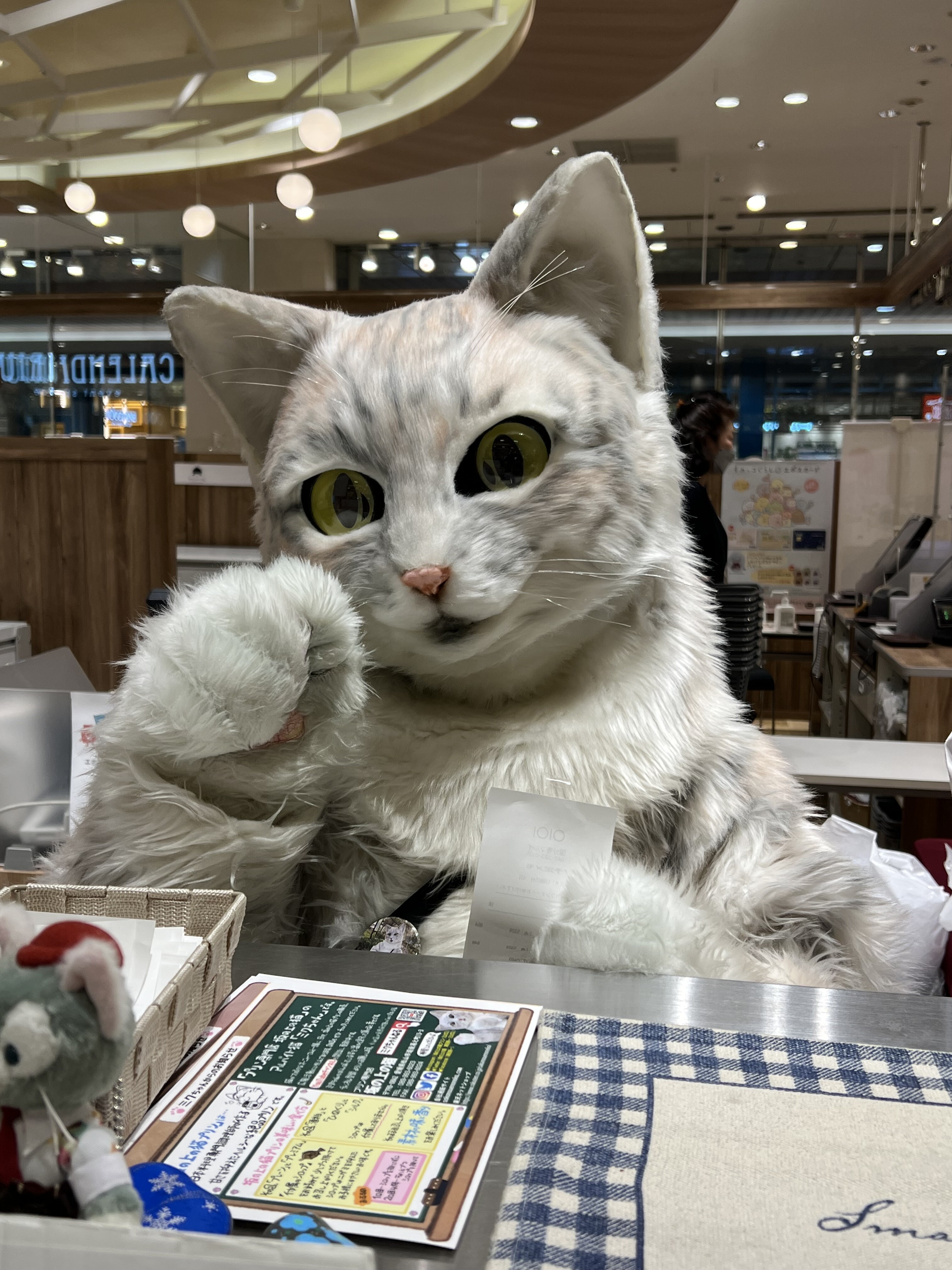 働き者の猫のミクちゃん カータンblog あたし 主婦の頭の中 Powered By ライブドアブログ