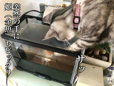 BlogPaint