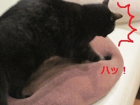 あたし・主婦の頭の中