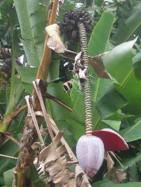 あたし・主婦の頭の中