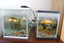 あたし・主婦の頭の中