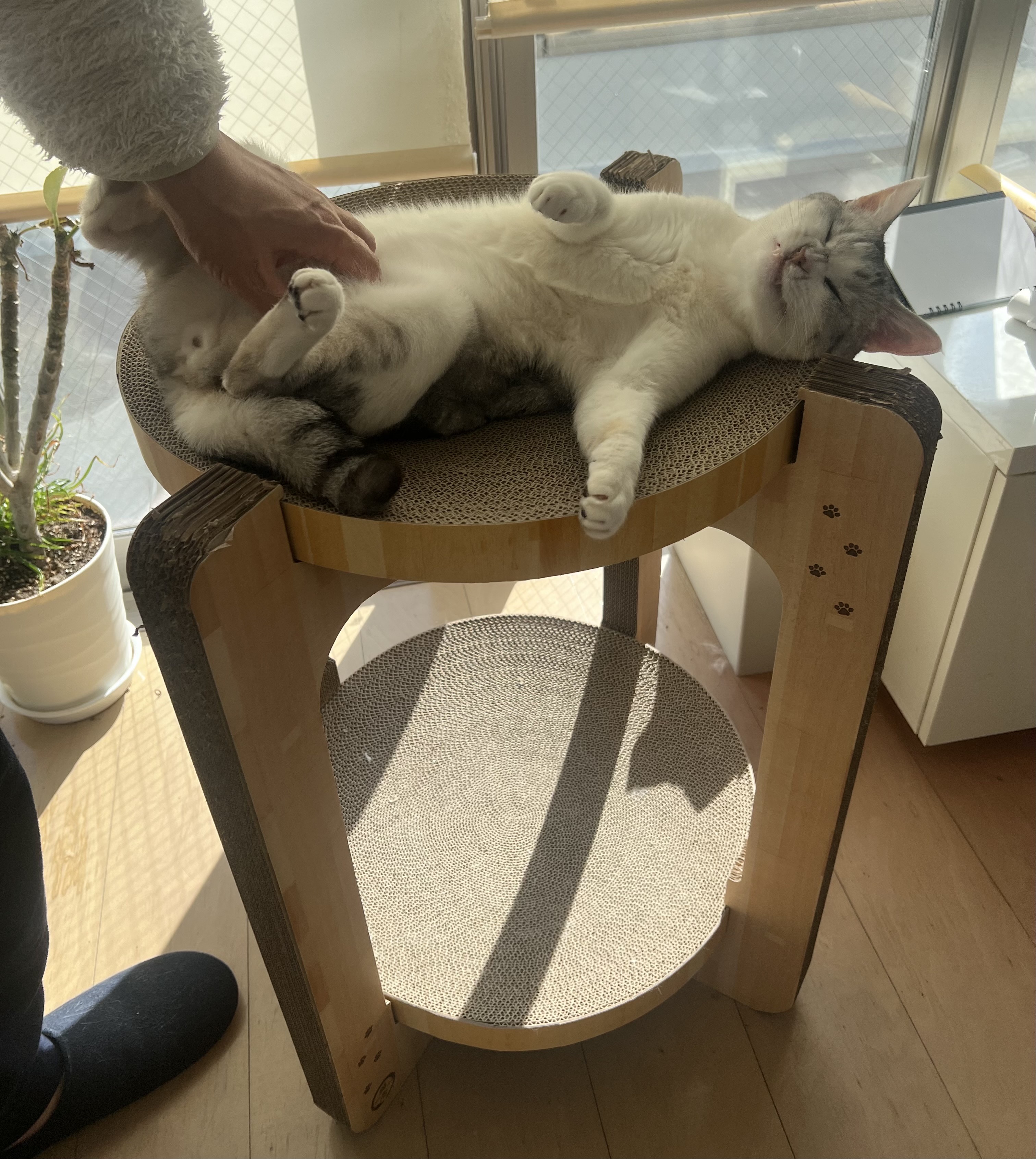 爪研ぎの意味をなさないバリバリボウルタワー : カータンBLOG あたし・主婦の頭の中 Powered by ライブドアブログ