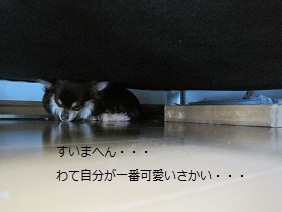 あたし・主婦の頭の中