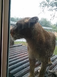 あたし・主婦の頭の中