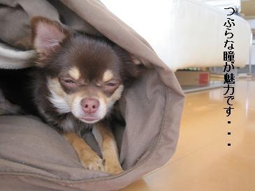 あたし・主婦の頭の中