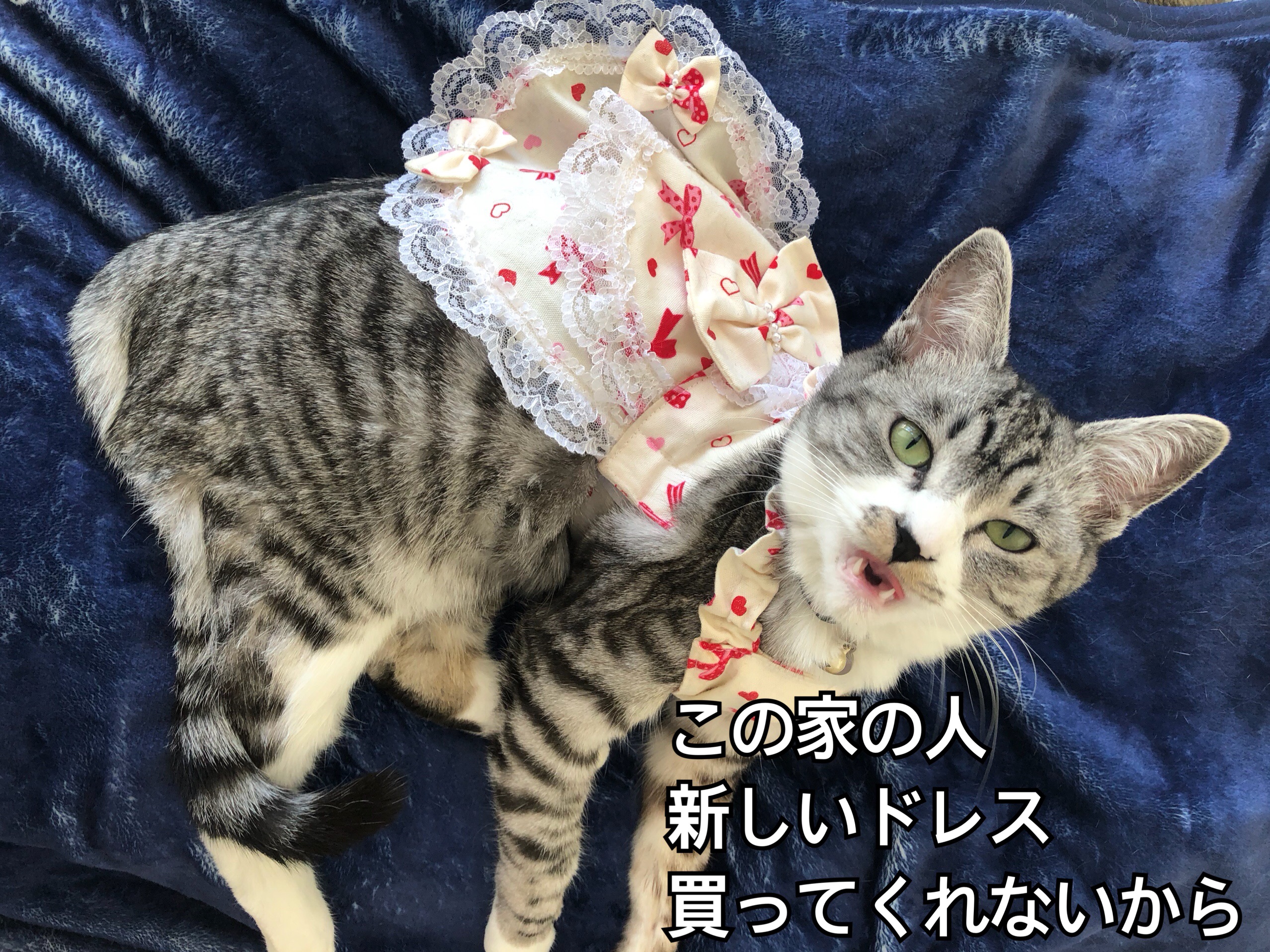 祝☆まおちゃん1歳 : カータンBLOG あたし・主婦の頭の中 Powered by