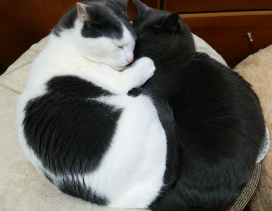 今日は猫の日 西原理恵子さんの 猫カフェ風俗論 カータンblog あたし 主婦の頭の中 Powered By ライブドアブログ 今日は猫の日 西原理恵子さんの 猫カフェ風俗論 カータンblog あたし 主婦の頭の中 Powered By ライブドアブログ