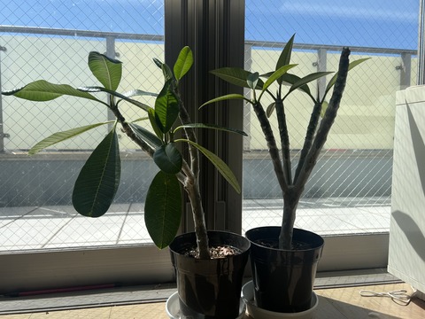 9E009DD2-2051-42A5-B23C-0088490D554D