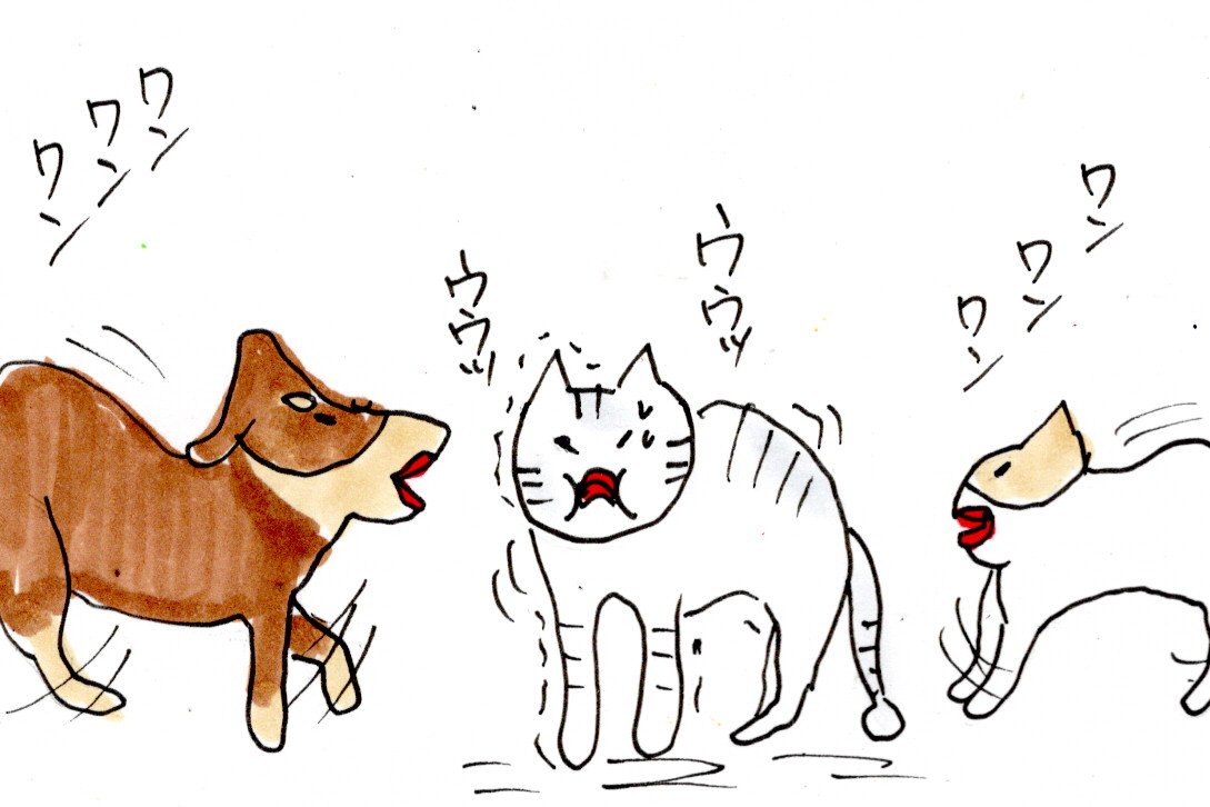 ネコが吐きそうになった時の犬の行動 : カータンBLOG あたし・主婦の頭 