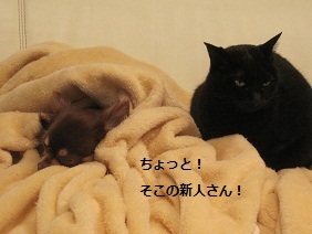 あたし・主婦の頭の中