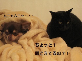 あたし・主婦の頭の中