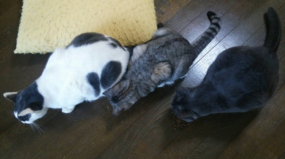 今日は猫の日 西原理恵子さんの 猫カフェ風俗論 カータンblog あたし 主婦の頭の中 Powered By ライブドアブログ 今日は猫の日 西原理恵子さんの 猫カフェ風俗論 カータンblog あたし 主婦の頭の中 Powered By ライブドアブログ