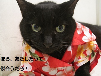 あたし・主婦の頭の中