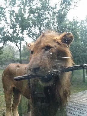 あたし・主婦の頭の中