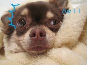 あたし・主婦の頭の中