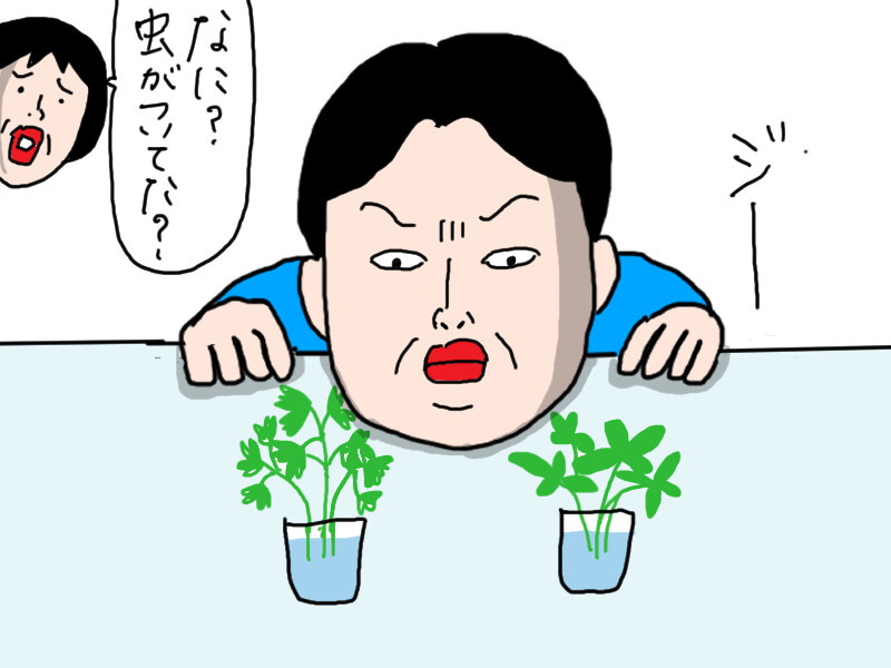 夫のハーブ畑（2）新たな試み : カータンBLOG あたし・主婦の頭の中