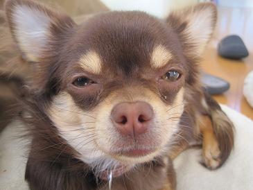 あたし・主婦の頭の中