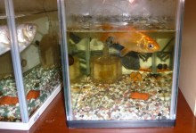 あたし・主婦の頭の中