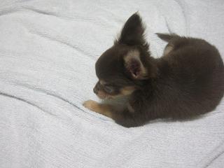 あたし・主婦の頭の中