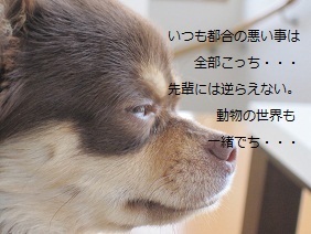 あたし・主婦の頭の中