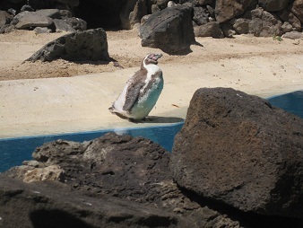 あたし・主婦の頭の中