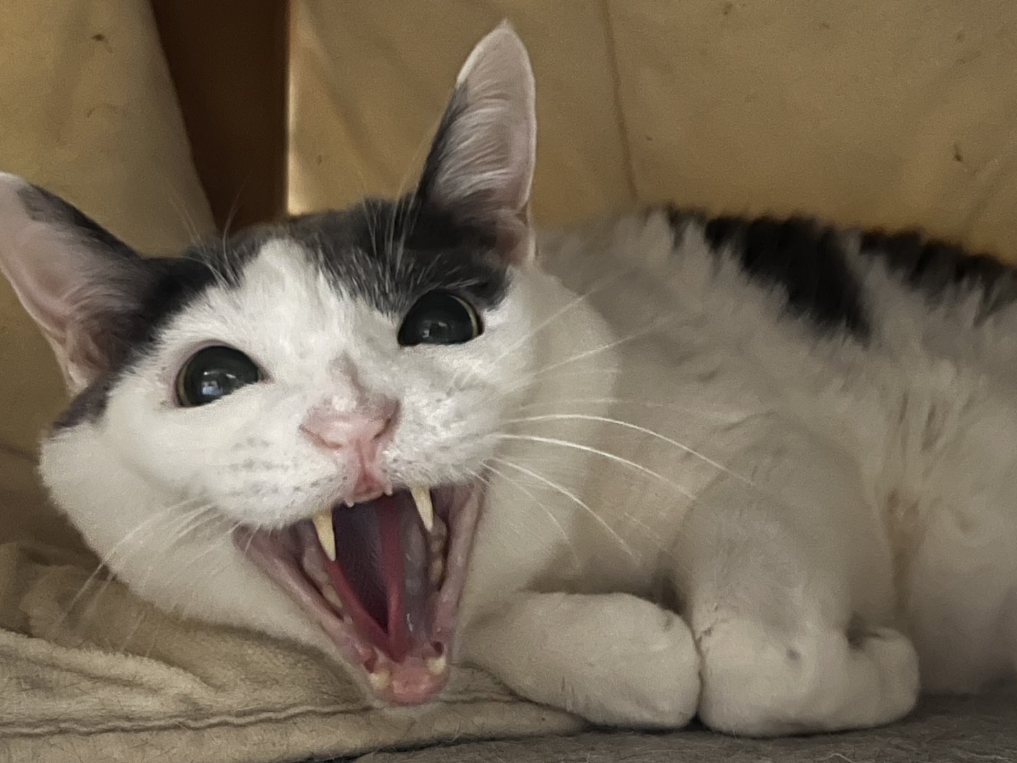 久しぶりのねこ3＋1 : カータンBLOG あたし・主婦の頭の中 Powered by