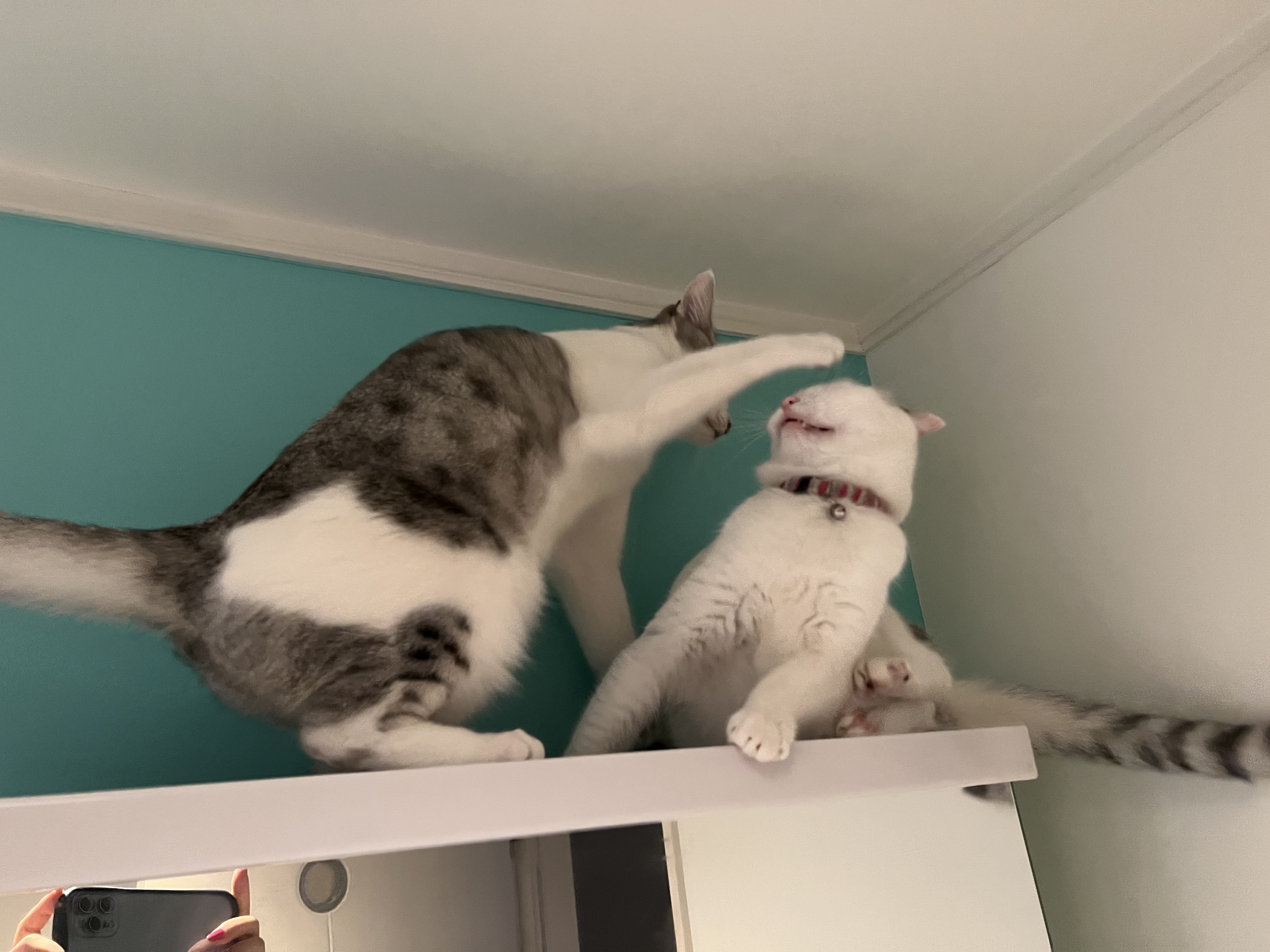 働き者の猫のミクちゃん カータンblog あたし 主婦の頭の中 Powered By ライブドアブログ