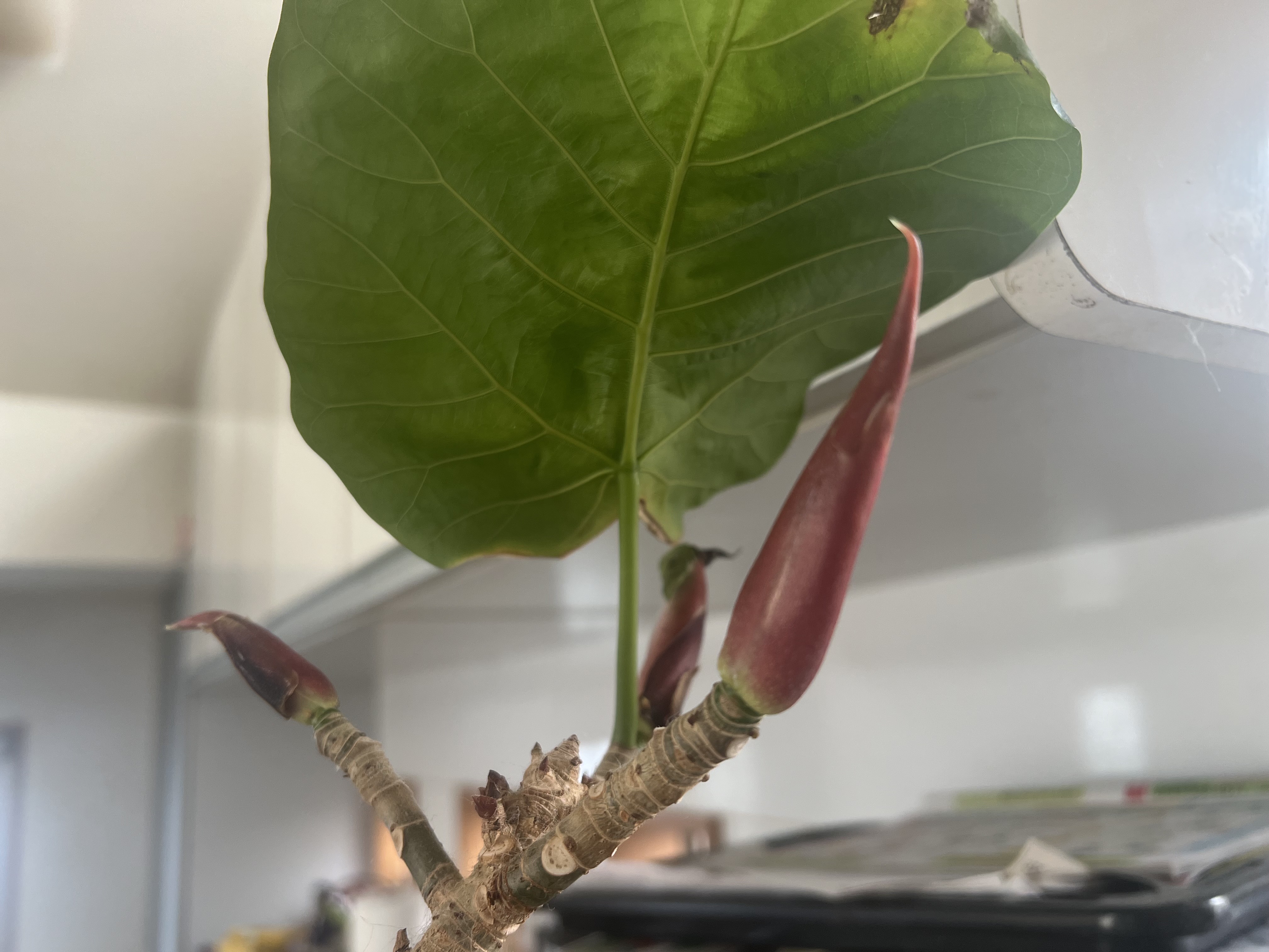 かーたん スニダンで購入可】5/13発売 adidas ZX9000 