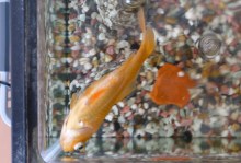 あたし・主婦の頭の中